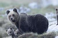 Foto: Horst Eberhöfer