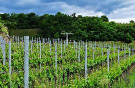 Weinberge unter Klimastress: Forschung zeigt neue Wege für den Weinbau