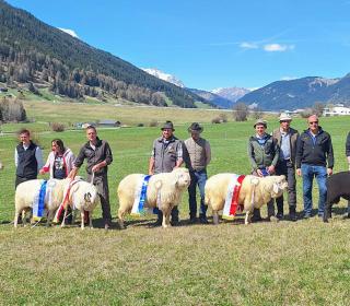 Erste Vinschger Widderausstellung