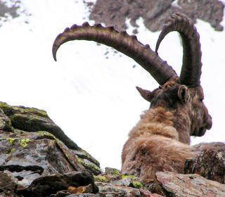 „Fester Bestandteil der Bergwelt“