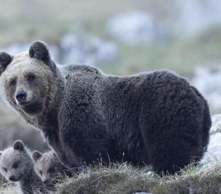 Mit der Kamera  unter Bären