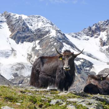 Yak-Wanderung mit Reinhold Messner in Sulden, Fotos: Michael 
