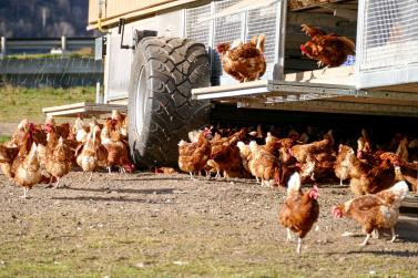 Am Nachmittag des 8. November war es auf der Malser Haide noch derart warm, dass es einige der Obervinschger Wanderhennen vorzogen, unter ihrem „Kondominium“ Schatten zu suchen; Foto: Sepp