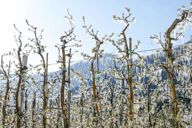 Auch in der Nacht auf den 14. April brauchten viele Apfelbäume im Vinschgau ein „warmes“ Kleid aus Eis. Foto: Sepp  