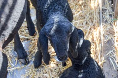 Garten-und Genussmarkt Kastelbell, 06.05.23; Fotos: Michael