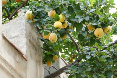 Herbstmarkt in Glurns (27.09.2025); Fotos: Sepp