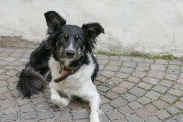 Herbstmarkt in Glurns (27.09.2025); Fotos: Sepp
