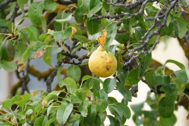 Herbstmarkt in Glurns (27.09.2025); Fotos: Sepp