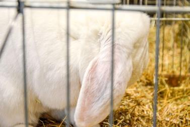 Kaninchenausstellung 2023 in Schlums; Fotos: Michael