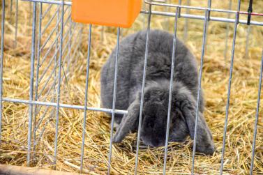 Kaninchenausstellung 2023 in Schlums; Fotos: Michael