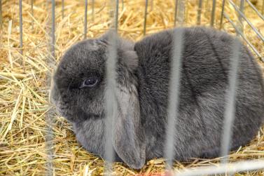 Kaninchenausstellung 2023 in Schlums; Fotos: Michael