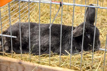 Kaninchenausstellung 2023 in Schlums; Fotos: Michael