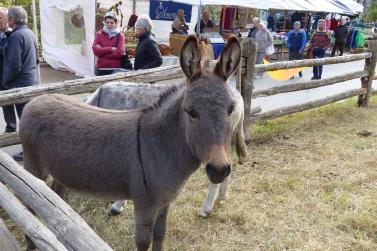 Laatscher Markt 2017; Fotos Sepp