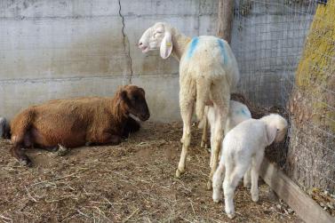 Laatscher Markt 2017; Fotos Sepp