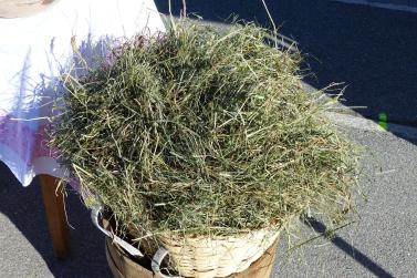 Landsprachmarkt 2019 in Goldrain. Fotos: Sepp