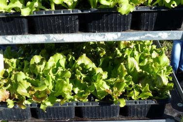 Landsprachmarkt 2019 in Goldrain. Fotos: Sepp