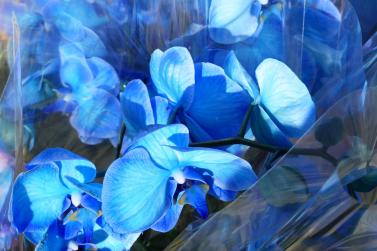 Landsprachmarkt 2019 in Goldrain. Fotos: Sepp