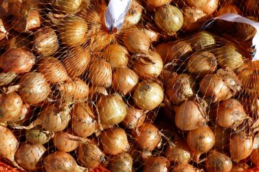 Landsprachmarkt 2019 in Goldrain. Fotos: Sepp