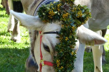 Marteller Almabtrieb 2018; Fotos: Sepp