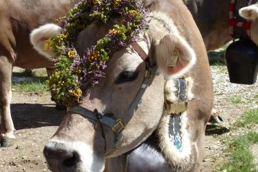 Marteller Almabtrieb 2018; Fotos: Sepp