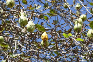 Palabira-Markt in Glurns (07.09.2024); Fotos: Sepp 