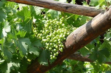 „Platzl Feschtl“ zum Auftakt des Prader Marktquintetts; Fotos: Sepp