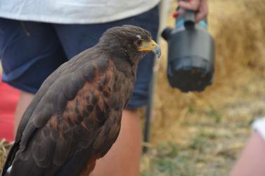 Ritterspiele in Schluderns, Fotos: Michael