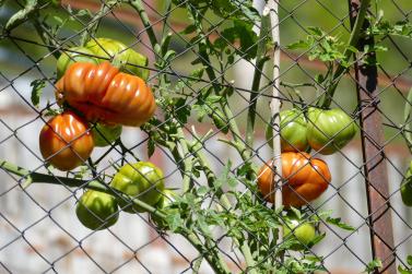 Streumarkt in Stilfs, 06.09.2025; Fotos: Sepp