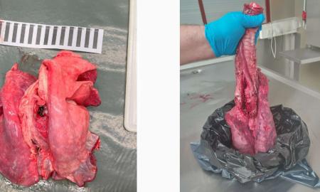 Die Steinböcke  in der Terra Raetica