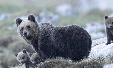 Foto: Horst Eberhöfer