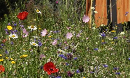 Gemeinsam für mehr Artenvielfalt