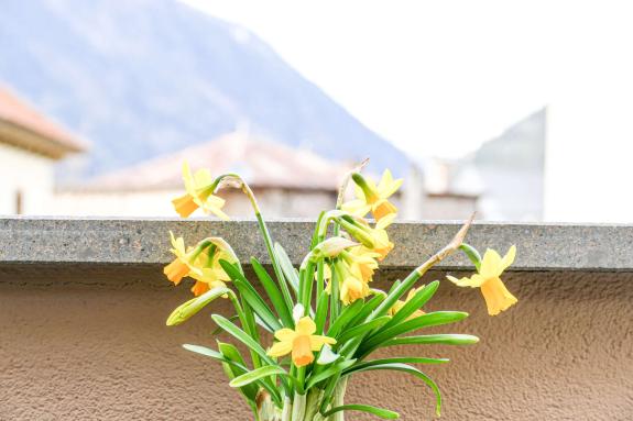 Georgimorkt in Mals (22. April 2023); Fotos: Sepp