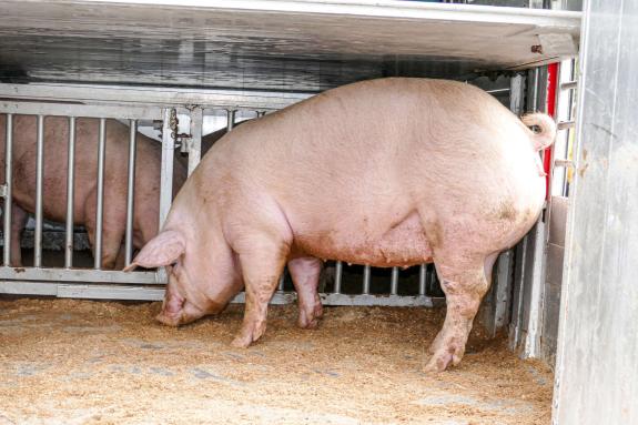 Halbnasser „Sealamorkt“ 2023 in Glurns; Fotos: Sepp 