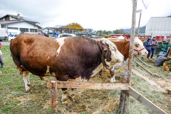 Halbnasser „Sealamorkt“ 2023 in Glurns; Fotos: Sepp 