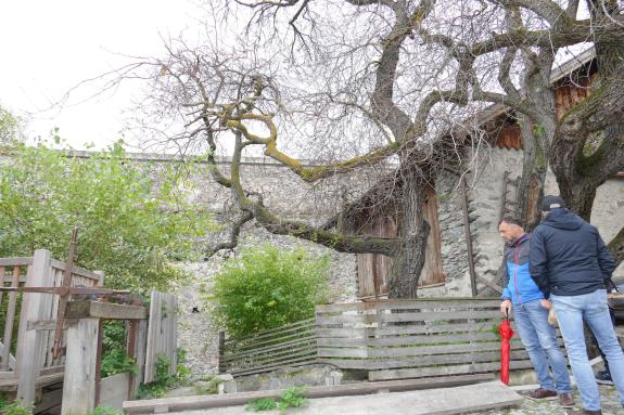 Herbstmarkt in Glurns (27.09.2025); Fotos: Sepp