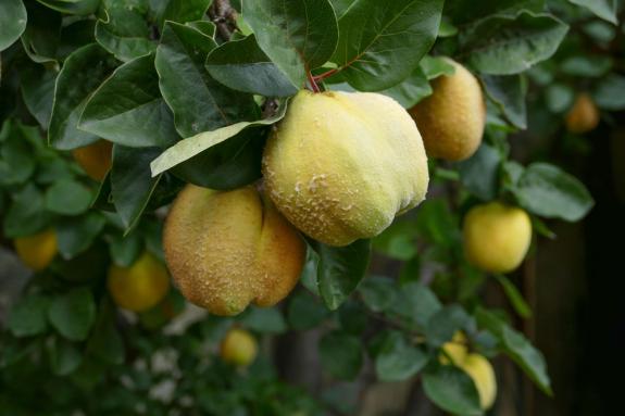 Herbstmarkt in Glurns (27.09.2025); Fotos: Sepp