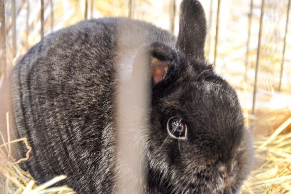 Kaninchenausstellung 2023 in Schlums; Fotos: Michael