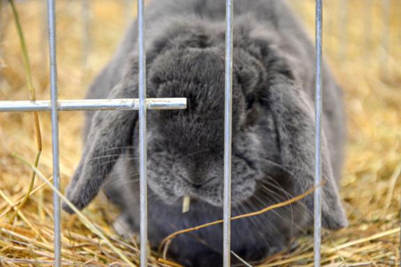 Kaninchenausstellung 2023 in Schlums; Fotos: Michael