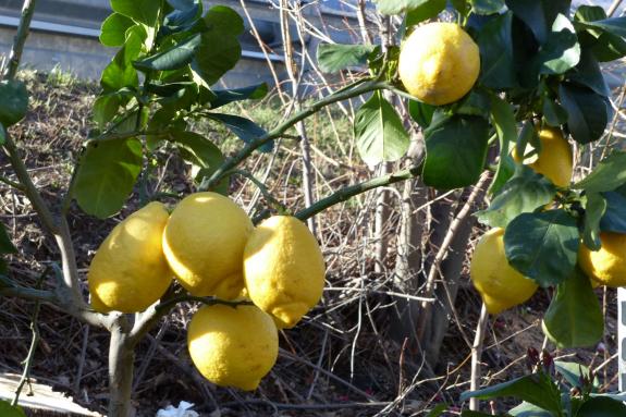 Landsprachmarkt 2019 in Goldrain. Fotos: Sepp