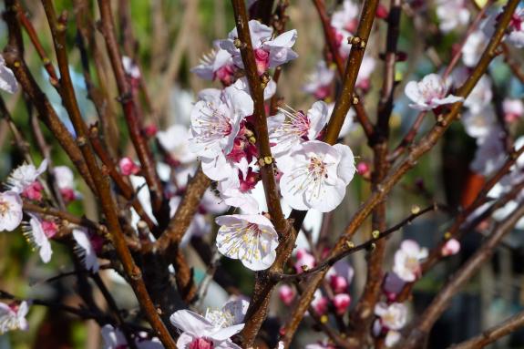 Landsprachmarkt 2019 in Goldrain. Fotos: Sepp