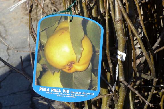 Landsprachmarkt 2019 in Goldrain. Fotos: Sepp