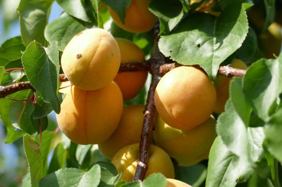 „Platzl Feschtl“ zum Auftakt des Prader Marktquintetts; Fotos: Sepp