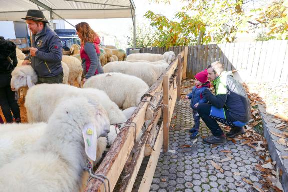 Schaf- und Ziegenausstellung in Tarsch; Fotos: Sepp