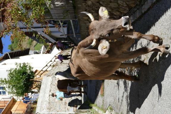 Streumarkt in Stilfs, 06.09.2025; Fotos: Sepp