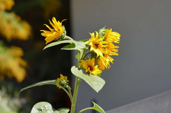 Streumarkt in Stilfs, 06.09.2025; Fotos: Sepp