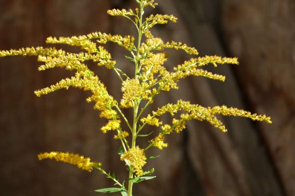 Streumarkt in Stilfs, 06.09.2025; Fotos: Sepp