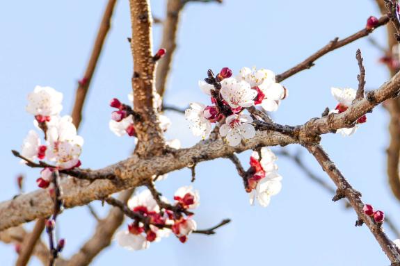 Wenige Tage vor dem Frühlingsanfang hat in der Talsohle die Marillenblüte begonnen. Worauf alle hoffen, ist ein besseres Marillenjahr als jenes von 2024. So gesehen in Schlanders am 18. März 2025; Foto: Sepp