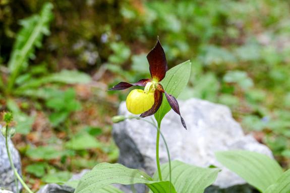 Wer am 14. oder 15. Juni das Herbatio-Festival besuchte und mit offenen Augen durch das Festivalgelände ging, stieß auf besondere Blumen und Pflanzen, wie etwa auf den Frauenschuh (im Bild); Foto: Sepp
