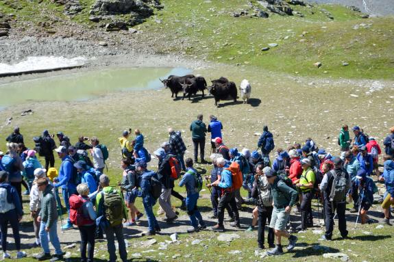 Yak-Wanderung mit Reinhold Messner in Sulden, Fotos: Michael 