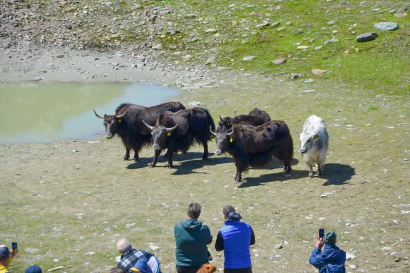 Yak-Wanderung mit Reinhold Messner in Sulden, Fotos: Michael 